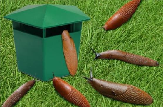 Pułapka na ślimaki, wykonana z mocnego tworzywa sztucznego. 