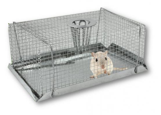 Żywołapka to pozbawiona mechanizmów sposób na łapanie nieproszonych gości bez robienia im krzywdy. 