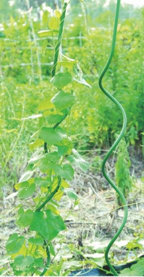 Tyczka spiralna do podwieszania roślin typu pomidory, ogórki.