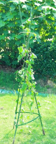 Zapobiega łamaniu roślin oraz gwarantuje prawidłowy wzrost krzewów lub małych drzewek.