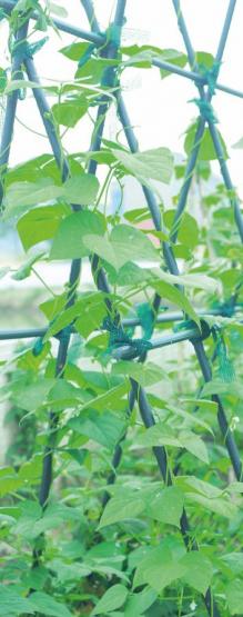 Łączniki do tyczek pozwalają łączyć tyczki ogrodowe w kratownicę, co umożliwi dopasowanie podpory do kształtu twoich roślin.