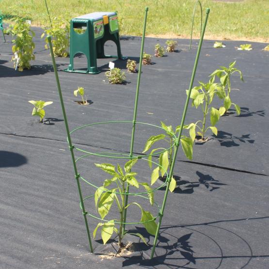 Podpora pierścieniowa z trzema tyczkami i czterema pierścieniami to świetna pozycja do roślin doniczkowych i na rabaty. Stelaż metalowy, pokryty tworzywem sztucznym - wytrzymałe, eleganckie i estetyczne.  