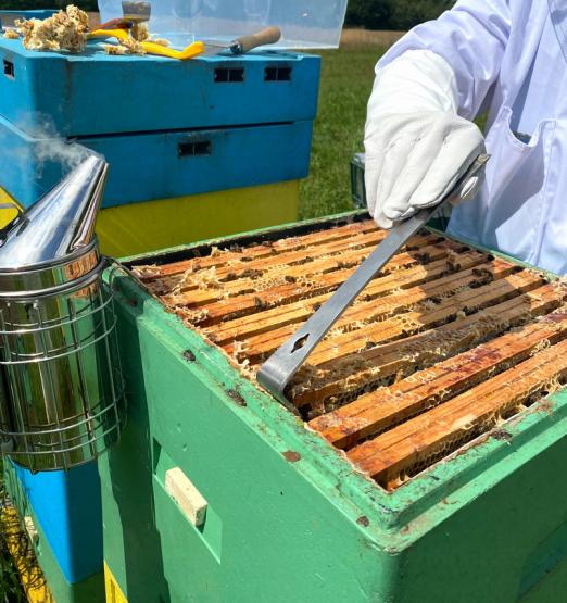 DŁUTO PSZCZELARSKIE NIERDZEWNE 26 CM