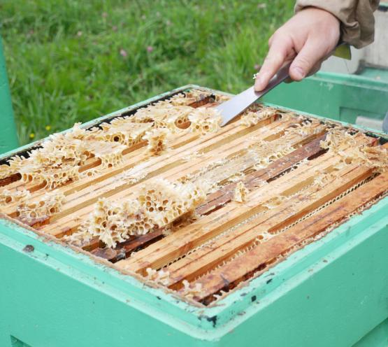 DŁUTO PSZCZELARSKIE NIERDZEWNE 26 CM