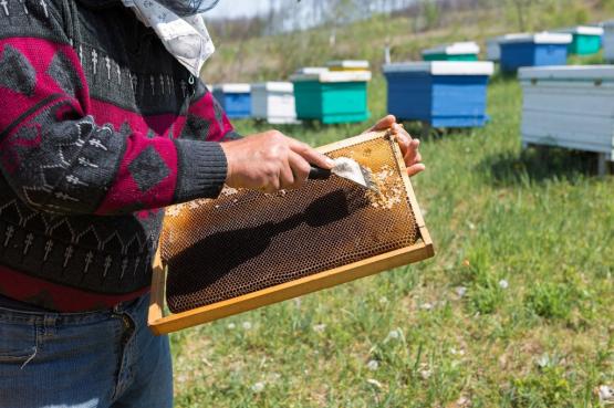 WIDELEC DO ODSKLEPIANIA MIODU 20,4 x 7 CM Z PLASTIKOWĄ RĄCZKĄ