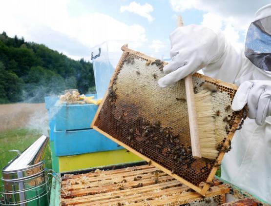 ZMIOTKA PSZCZELARSKA 36 CM 