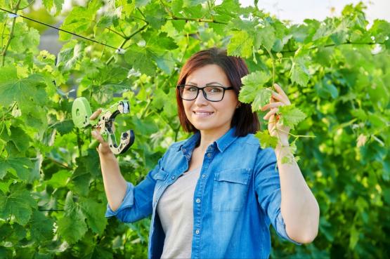 TASMA-DO-ZSZYWACZA-OGRODOWEGO-TAPENERA-20-SZTUK KPL. 20 TAŚM DO ZSZYWACZA OGRODOWEGO