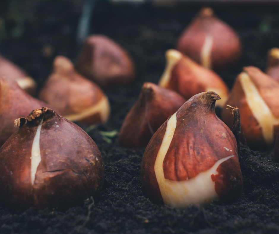 co-warto-posadzic-jesienia-i-jakie-narzedzia-wybrac-1