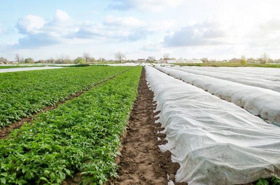 AGROWŁÓKNINA 2 x 5 M ZIMOWA BIAŁA 30g 