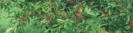 Siatka ogrodowa do roślin pnących 1,8x3,6m