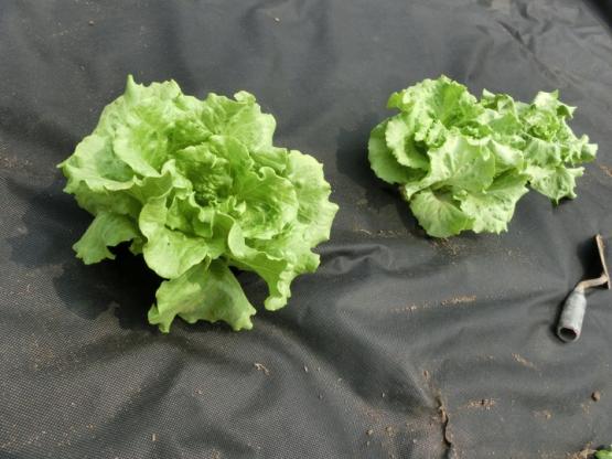 AGROWŁÓKNINA ANTYCHWASTOWA 1 x 20 M CZARNA 50g