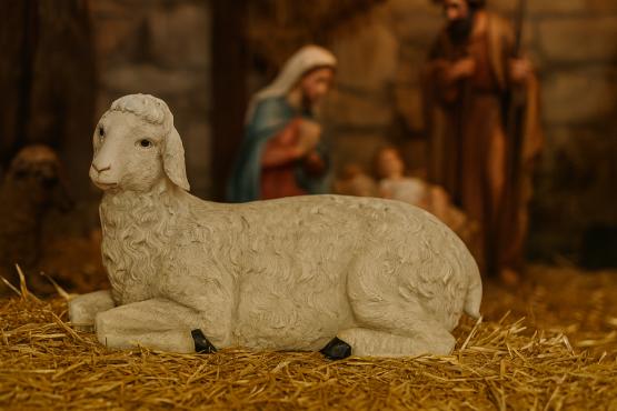 OWCA - FIGURA DO SZOPKI 71x50,8x113