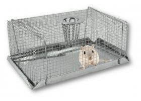 Żywołapka to pozbawiona mechanizmów sposób na łapanie nieproszonych gości bez robienia im krzywdy. 