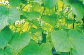 Wykorzystywana jest do wspierania wzrostu i rozwoju roślin pnących, jak groszek, fasola, oraz kwiatów kwitnących. 