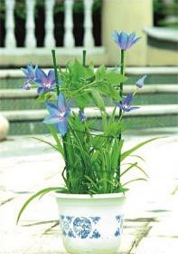 Podpora pierścieniowa z trzema tyczkami i czterema pierścieniami to świetna pozycja do roślin doniczkowych i na rabaty. Stelaż metalowy, pokryty tworzywem sztucznym  wytrzymałe, eleganckie i estetyczne.  