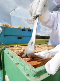 DŁUTO PSZCZELARSKIE NIERDZEWNE Z ROZPIERAKIEM 26 CM