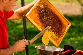 NÓŻ DO ODSKLEPIANIA MIODU JEDNOSTRONNIE ZĄBKOWANY 