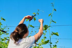 SEKATOR OGRODOWY 20 CM 